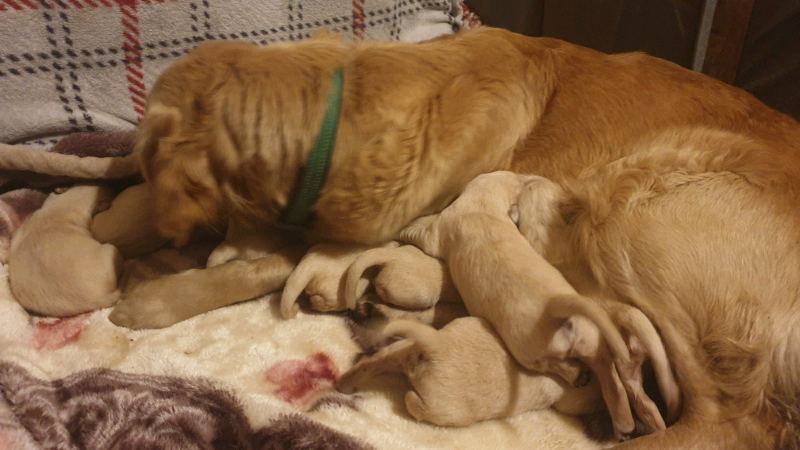 gumtree golden retriever for sale